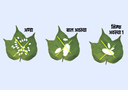 Sumitomo Manzo in Cotton Crop