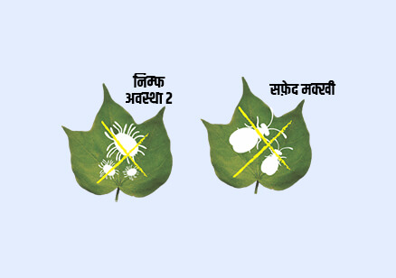 Sumitomo Manzo in Cotton Crop