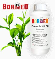 Sumitomo borneo Pack shot and icon