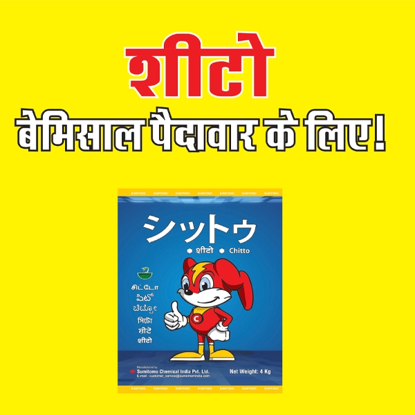 Chitto Look Like शीटो बेमिसाल पैदावार के लिए ! (Sumitomo Chitto)