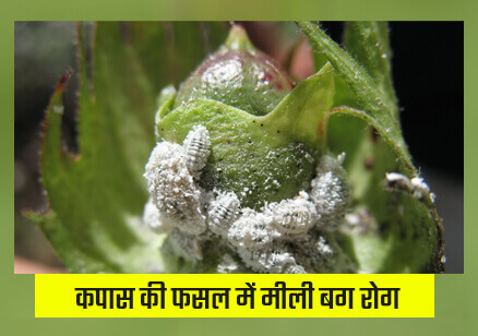 dantop use in cotton crop