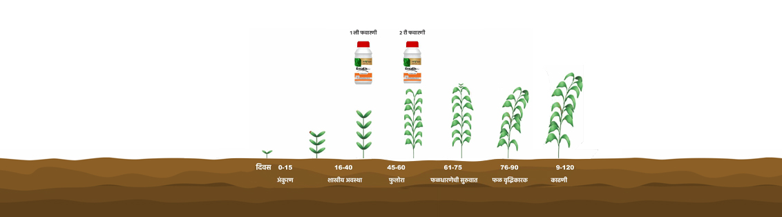 Method of use and dosage of Excalia Max® 