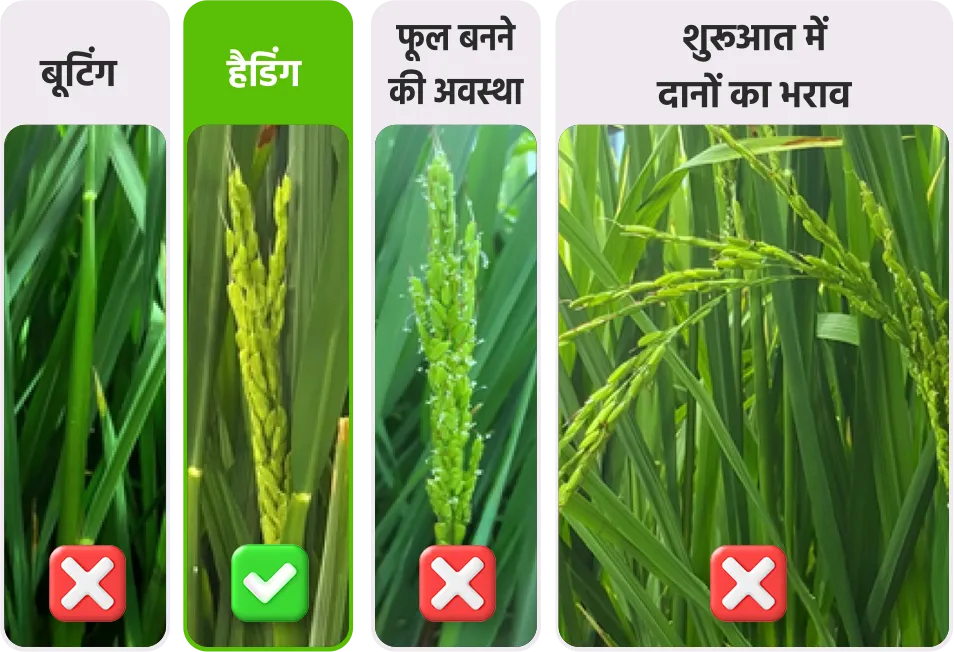 Paddy application stage
