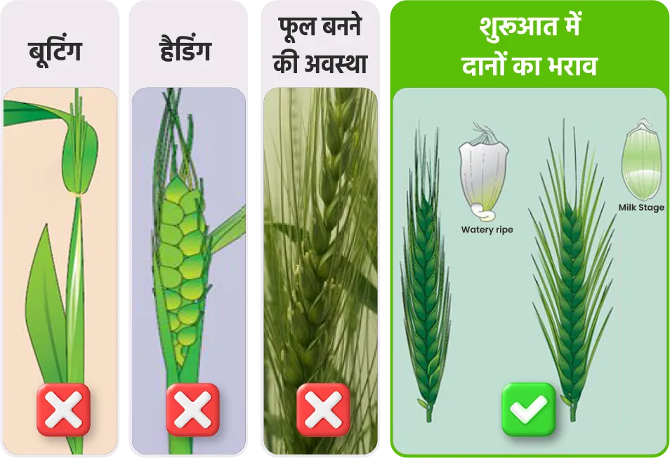 Wheat application stage