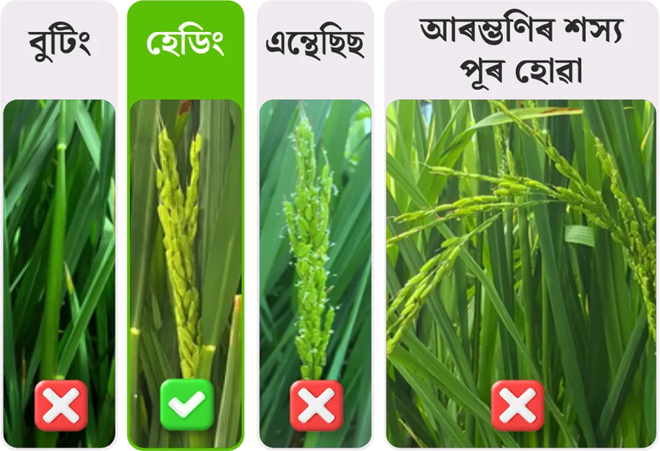 Paddy application stage