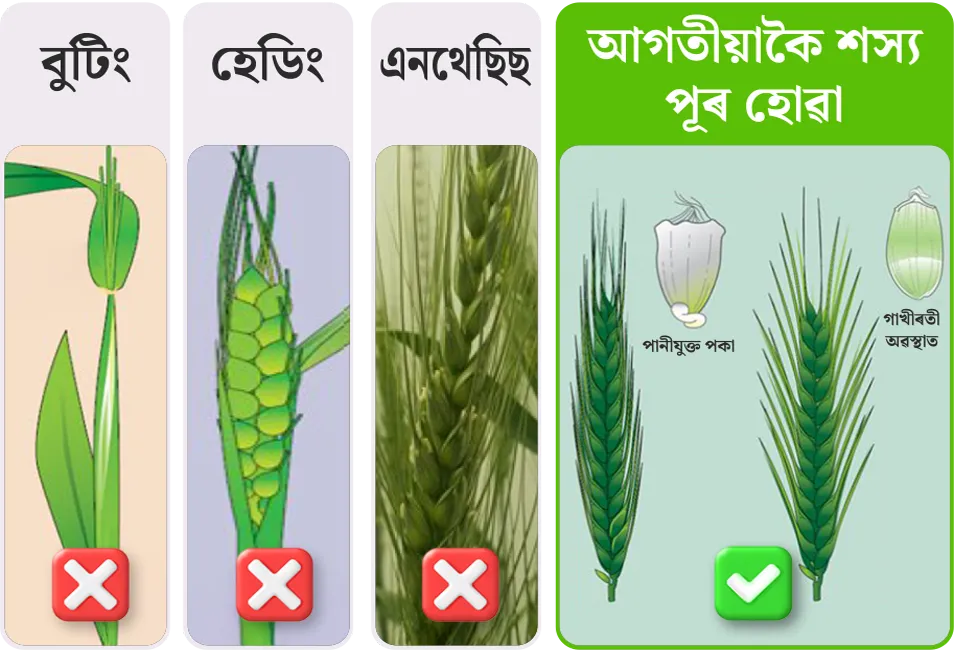 Wheat application stage