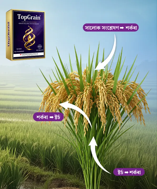 Grain filling close-up