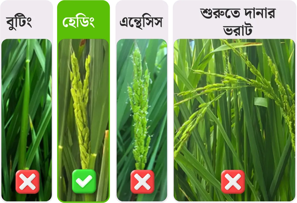 Paddy application stage