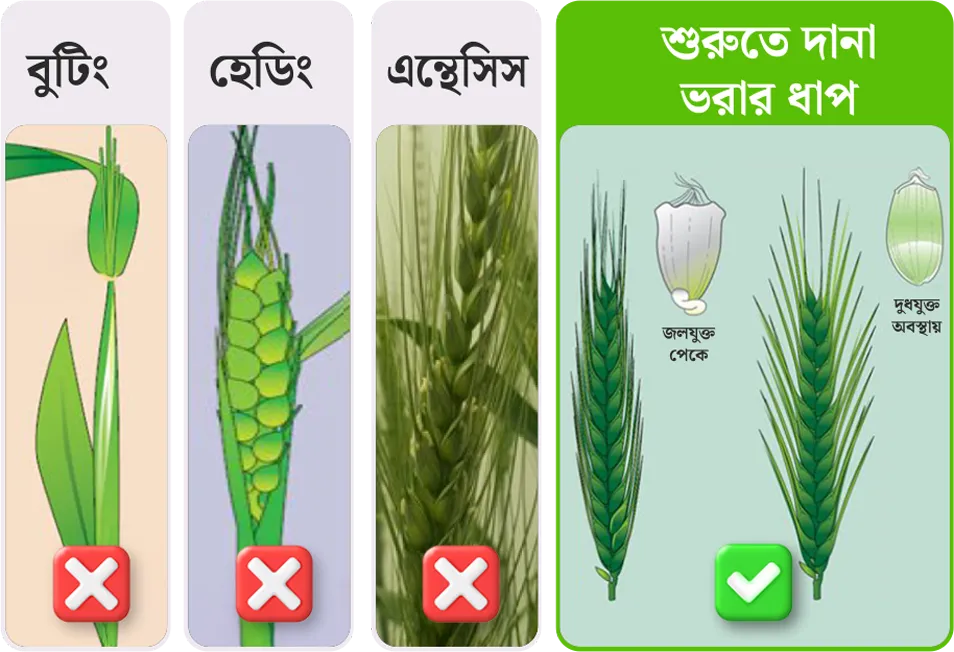Wheat application stage