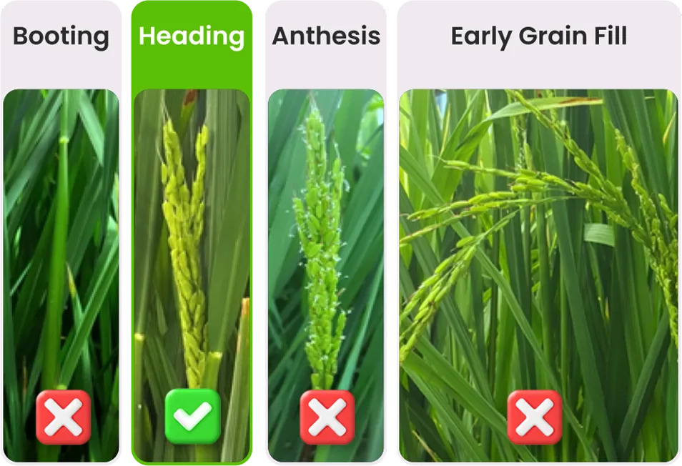 Paddy application stage