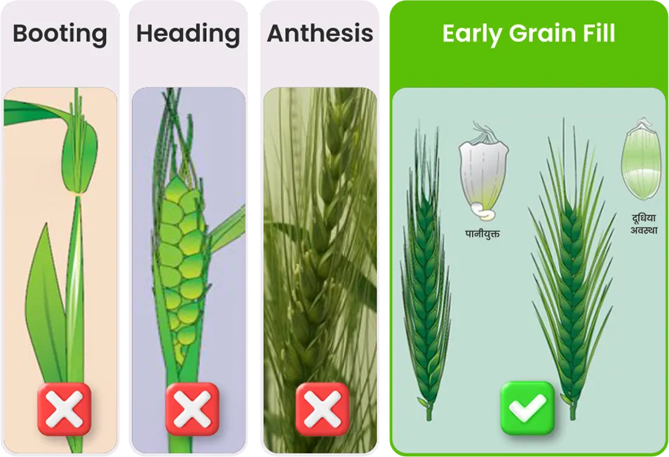 Wheat application stage