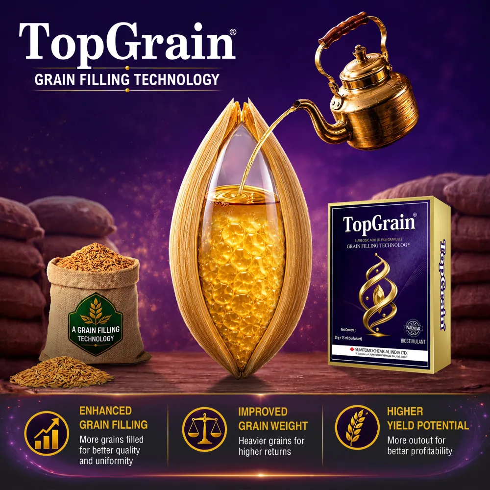 Grain Filling, Test Weight and Returns