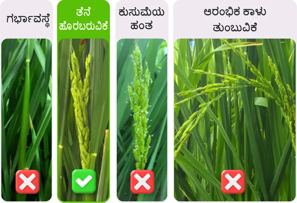 Paddy application stage