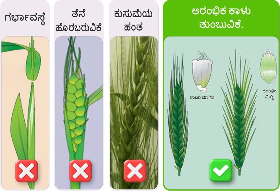 Wheat application stage