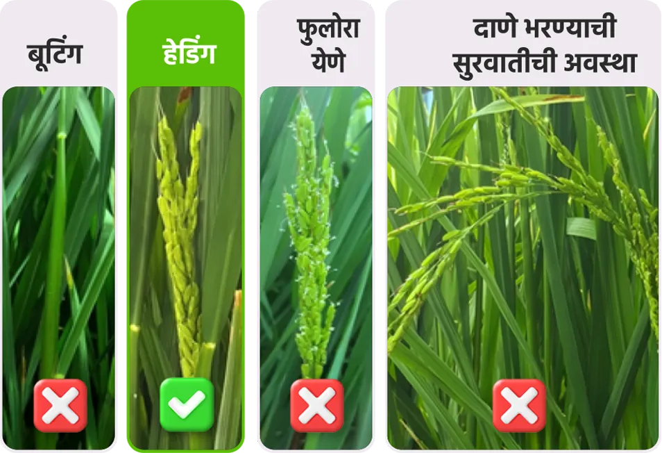 Paddy application stage