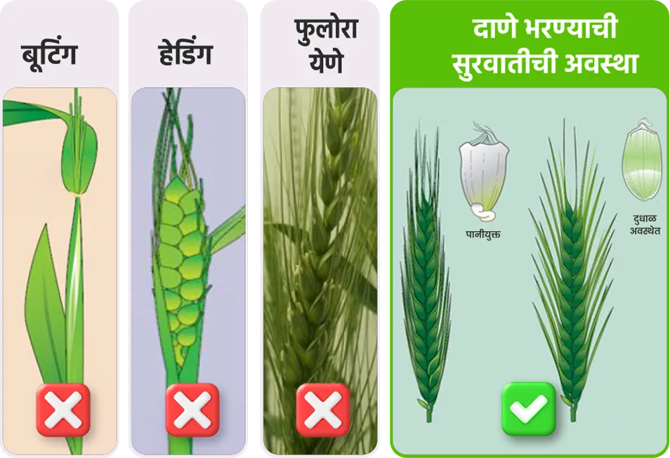 Wheat application stage