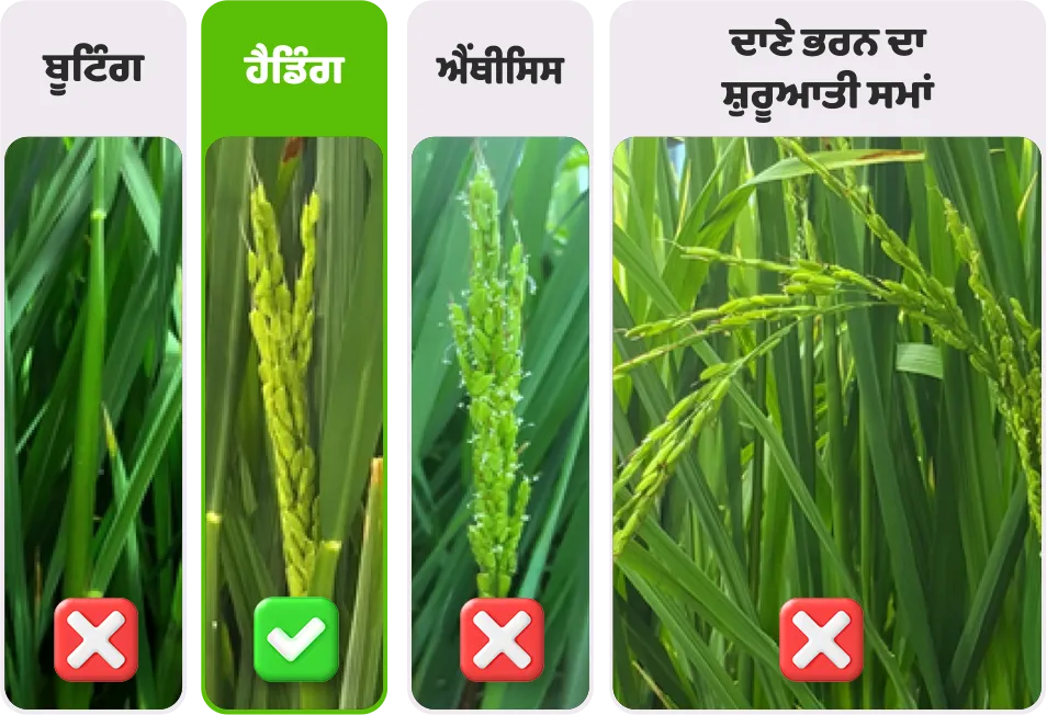 Paddy application stage