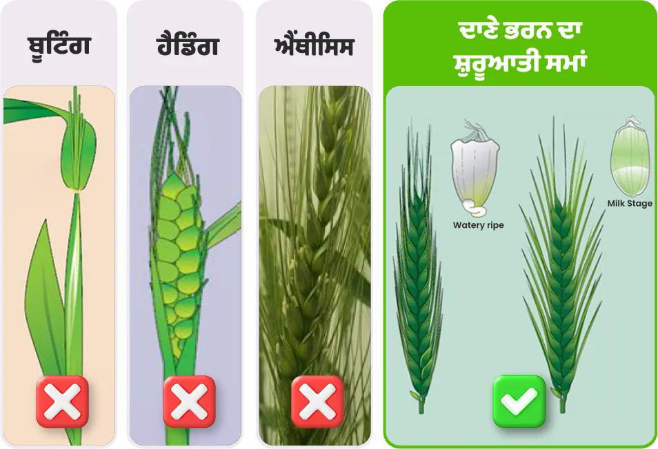 Wheat application stage