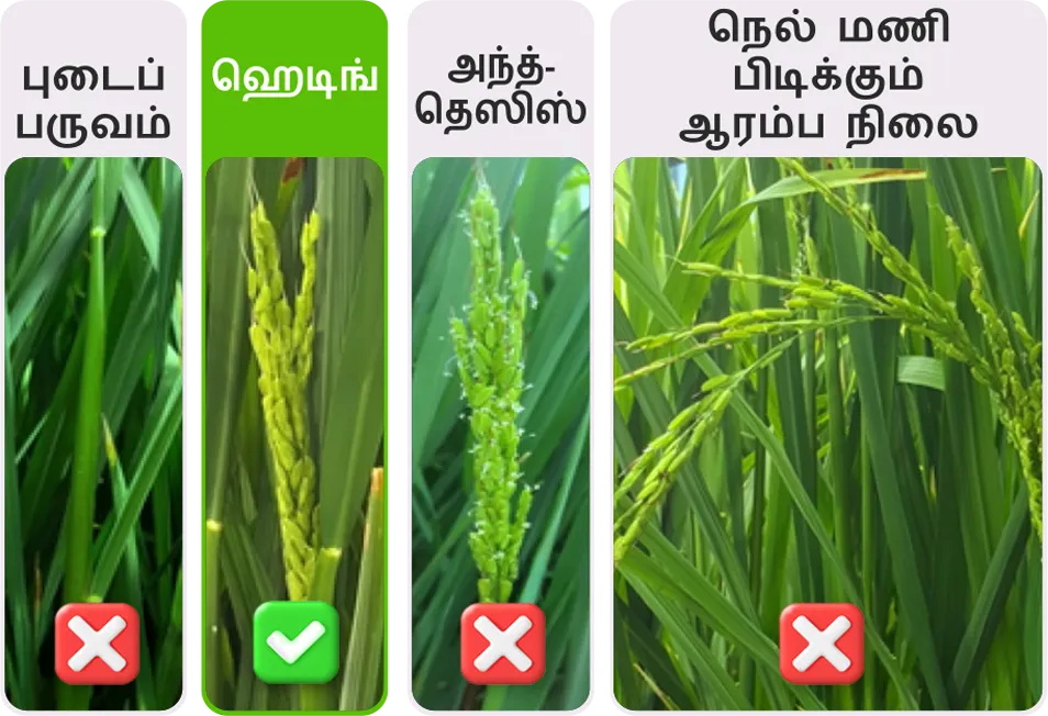 Paddy application stage