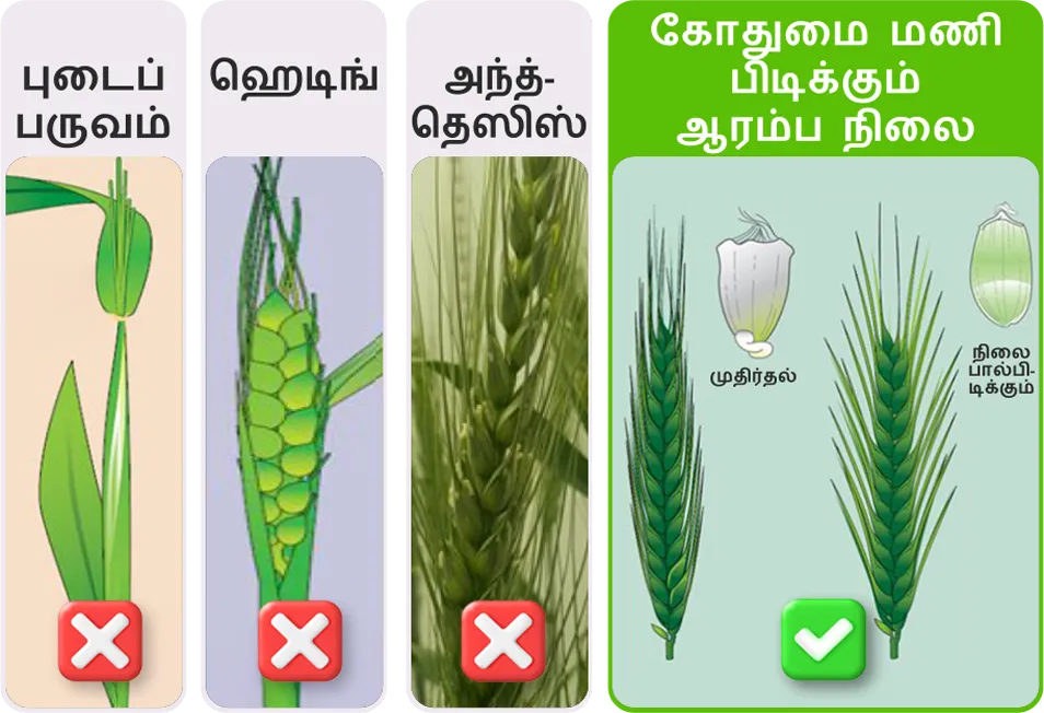 Wheat application stage