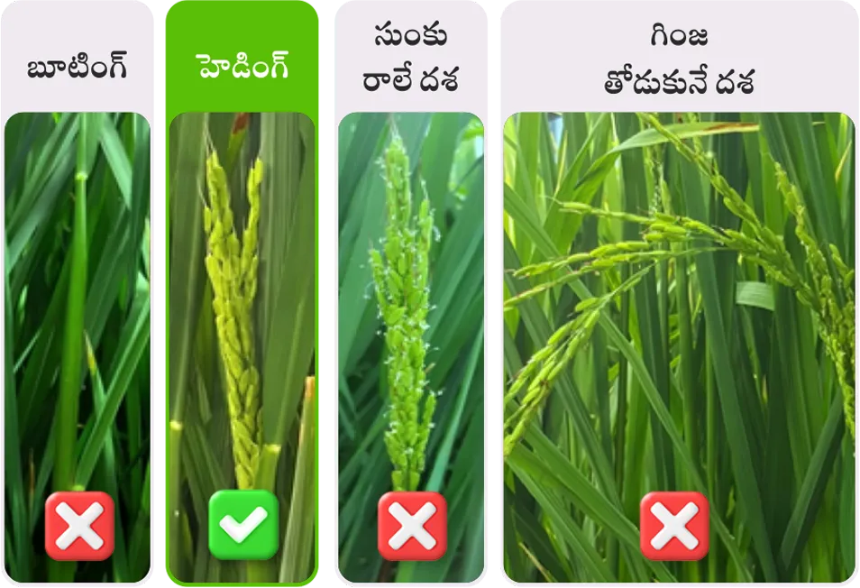 Paddy application stage