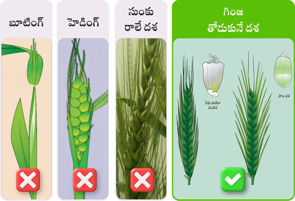 Wheat application stage