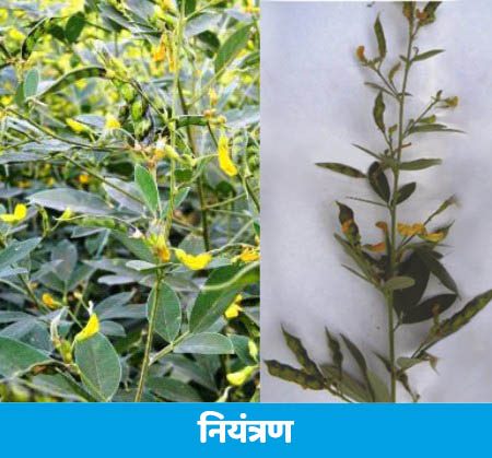 Beautiful Results of Sumitomo Vidyut in Red Gram