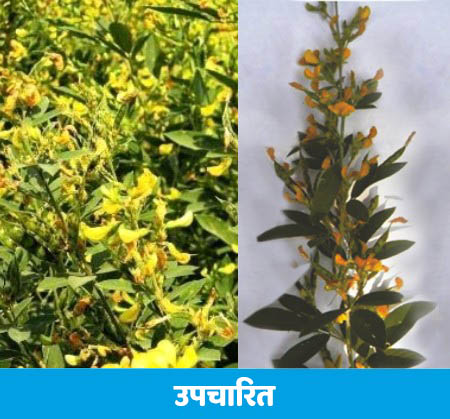 Beautiful Results of Sumitomo Vidyut in Red Gram